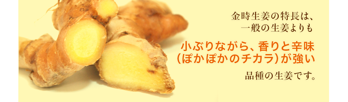 金時生姜の特長は、一般の生姜よりも小ぶりながら、香りと辛味（ぽかぽかのチカラ）が強い品種の生姜です。